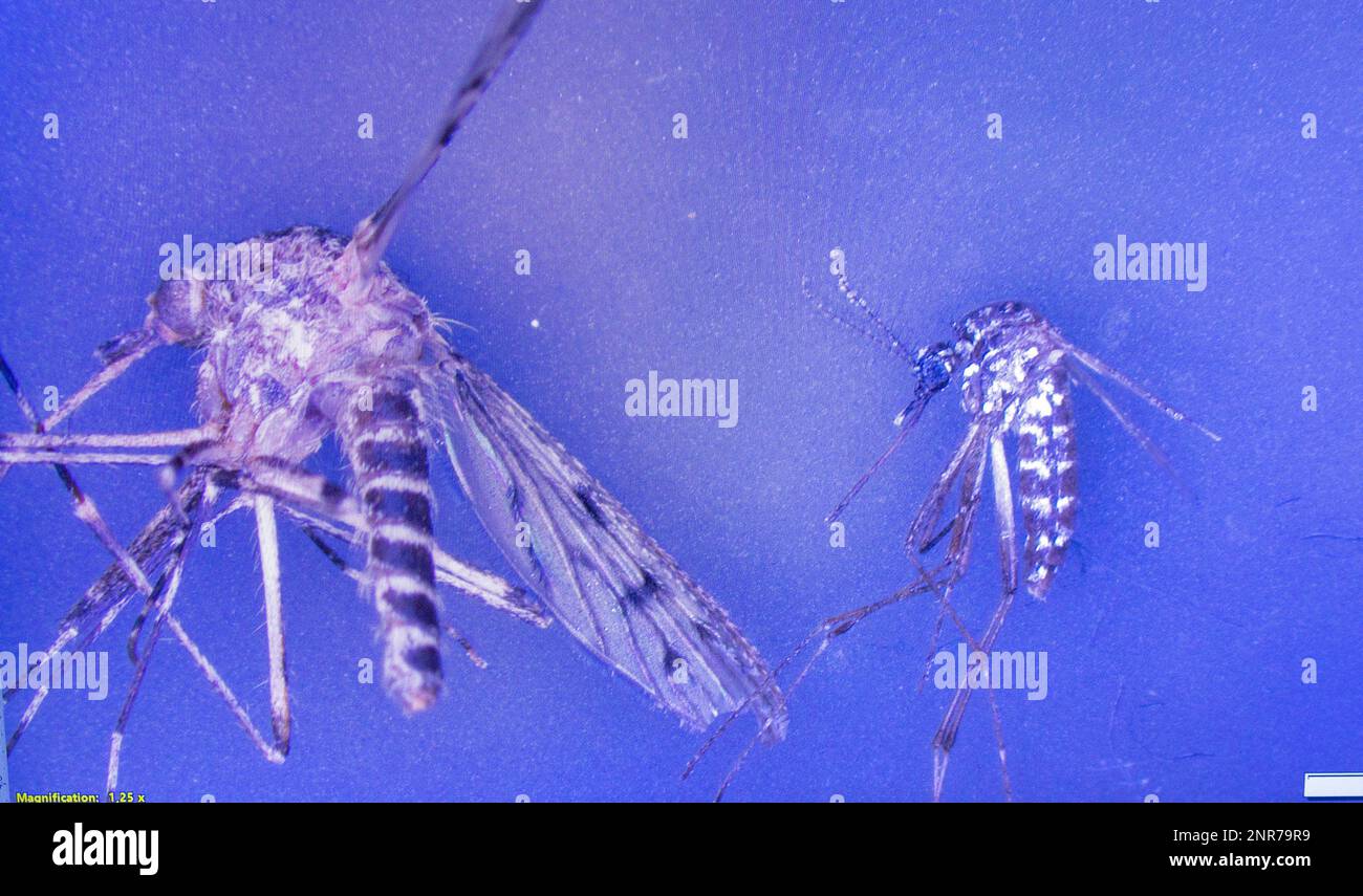 Riems, Germany. 31st Jan, 2023. A large ringworm mosquito (l) and a small Asian tiger mosquito (r) can be seen on a control monitor connected to a microscope in the laboratory for mosquito monitoring at the Friedrich-Loeffler-Institut (FLI) on Riems Island. In the research area, insects from all over Germany are identified and studied. Of the 53 mosquito species known in Germany, very little is known so far about the transmission of pathogens. (to dpa: 'Study: More mosquitoes due to rewetted moors?') Credit: Jens Büttner/dpa/Alamy Live News Stock Photo