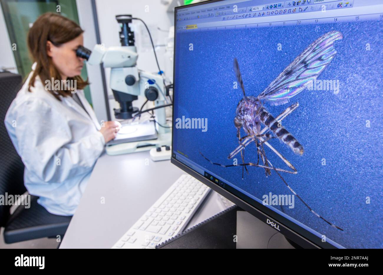 Riems, Germany. 31st Jan, 2023. Mandy Schäfer examines a ringworm mosquito (Culiseta annulata) under the microscope, which can be seen on a connected control monitor in the laboratory for mosquito monitoring at the Friedrich Loeffler Institute (FLI) on the island of Riems. In the research area, insects from all over Germany are identified and examined. He said that so far very little is known about the transmission of pathogens from the 53 species of mosquitoes known in Germany. (to dpa: 'Study: More mosquitoes due to rewetted moors?') Credit: Jens Büttner/dp/dpa/Alamy Live News Stock Photo