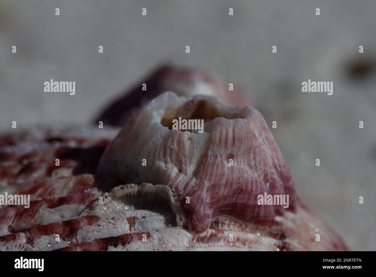 Megabalanus hi-res stock photography and images - Alamy