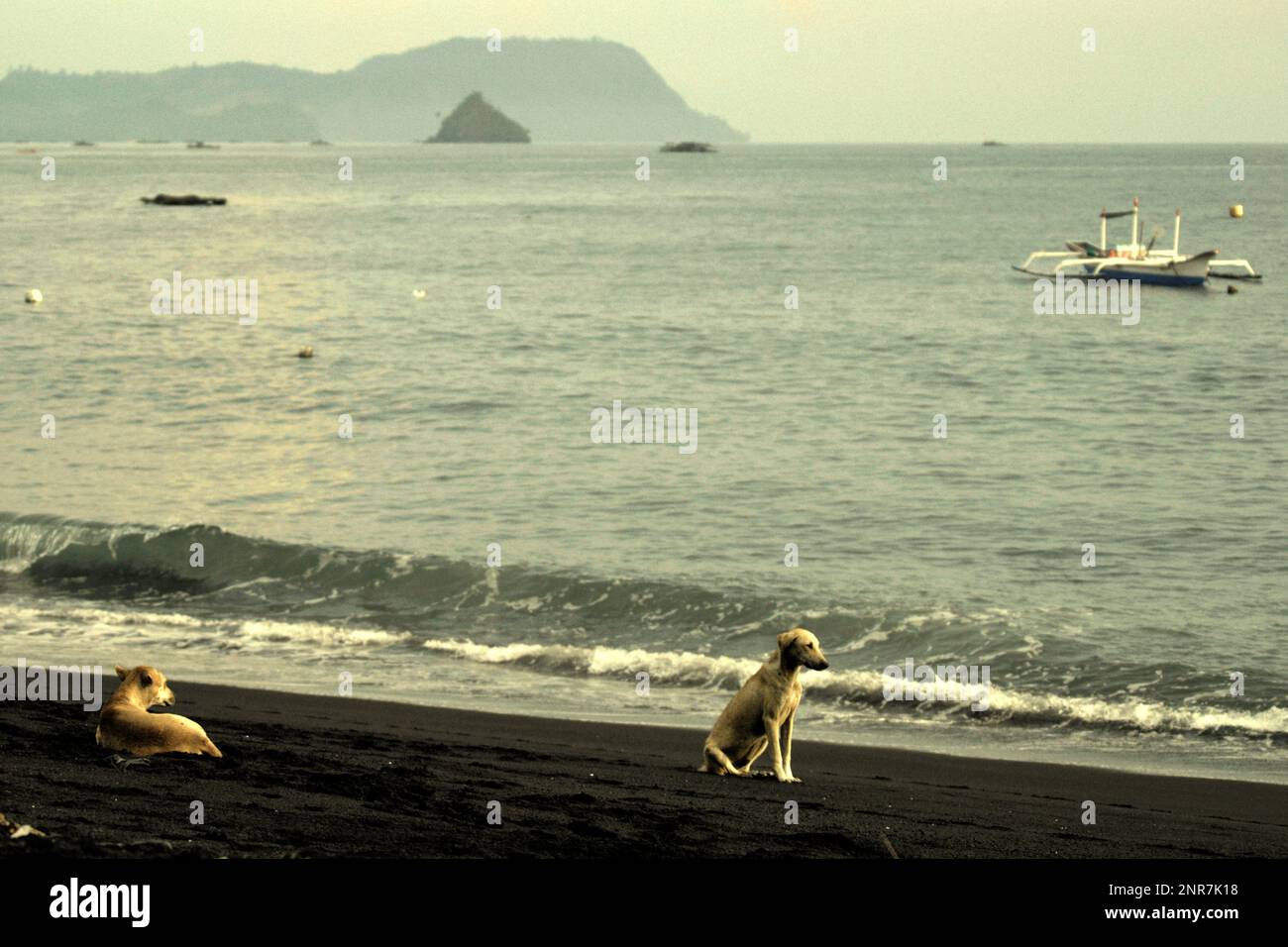 Dogs on volcanic sandy beach in a background of coastal water and a fishing boat in Batuputih (Batu Putih) fishing village located near the protected terrestrial forest of Tangkoko Nature Reserve in North Bitung, Bitung, North Sulawesi, Indonesia. Indonesia plans to expand protection of its seas to cover an area of approximately 325,000 square kilometers or 10% of its territorial waters by the end of this decade, according to Mongabay in their August 2022 publication. Then 'from 2030 to 2045, the government plans to triple the marine protected area coverage to 975,000 square kilometers,'... Stock Photo