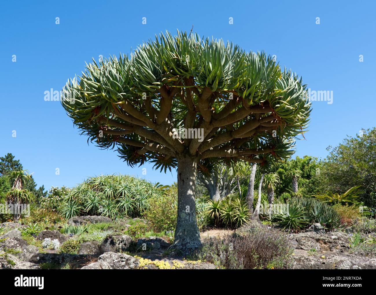 Aloe barberae Tree Stock Photo
