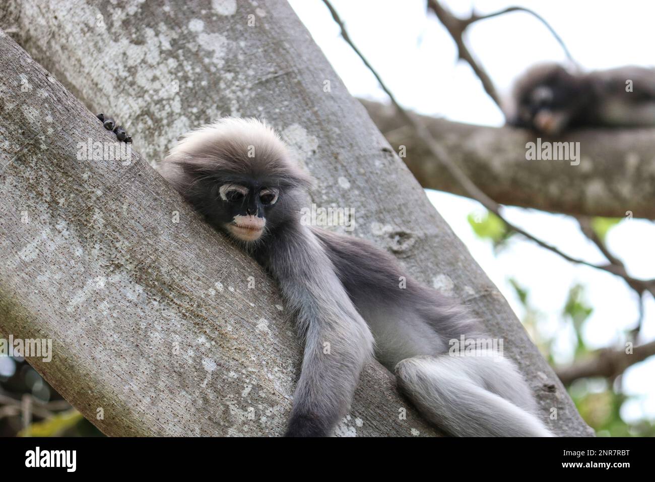 Cute adult dusky leaf monkey (Trachypithecus obscurus) sits on a tree waiting for a treat from people. Stock Photo