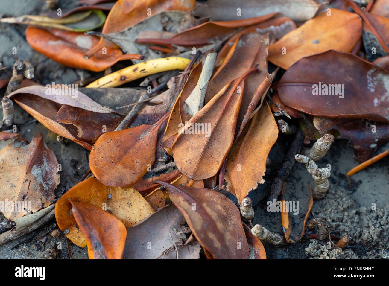 Closeup of fallen mangrove leaves in autumn tones washed up on the beach Stock Photo