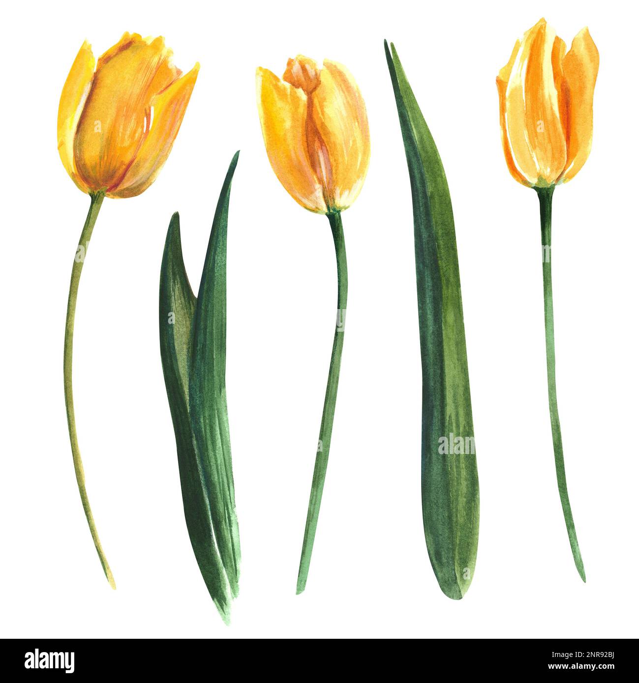 Beautiful tulips on a white background. Isolate. Watercolor ...
