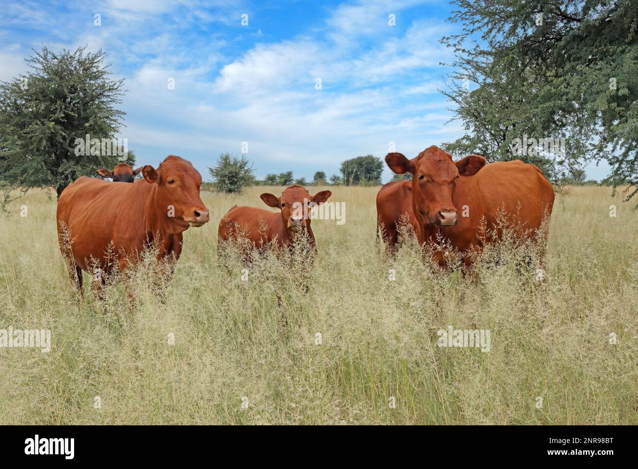 Free-range cows in native grassland on a rural farm, South Africa Stock Photo