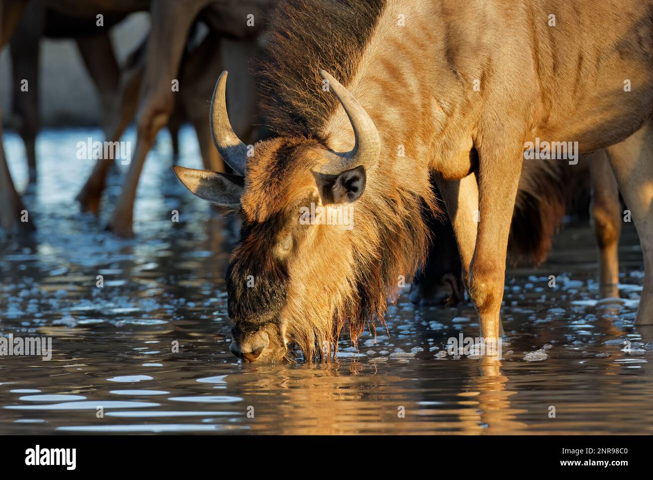 Portrait of a blue wildebeest (Connochaetes taurinus) drinking water, Kalahari desert, South Africa Stock Photo