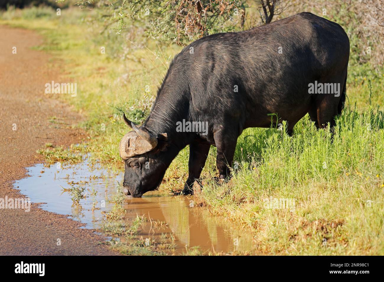 African buffalo (Syncerus caffer) drinking water, Mokala National Park, South Africa Stock Photo