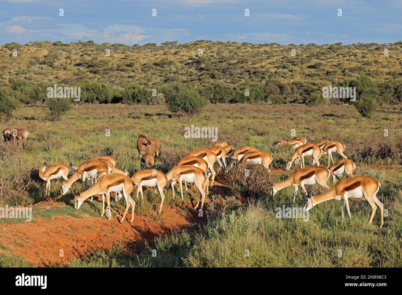 Herd Of Springbok Antelopes Antidorcas Marsupialis In Natural Habitat 
