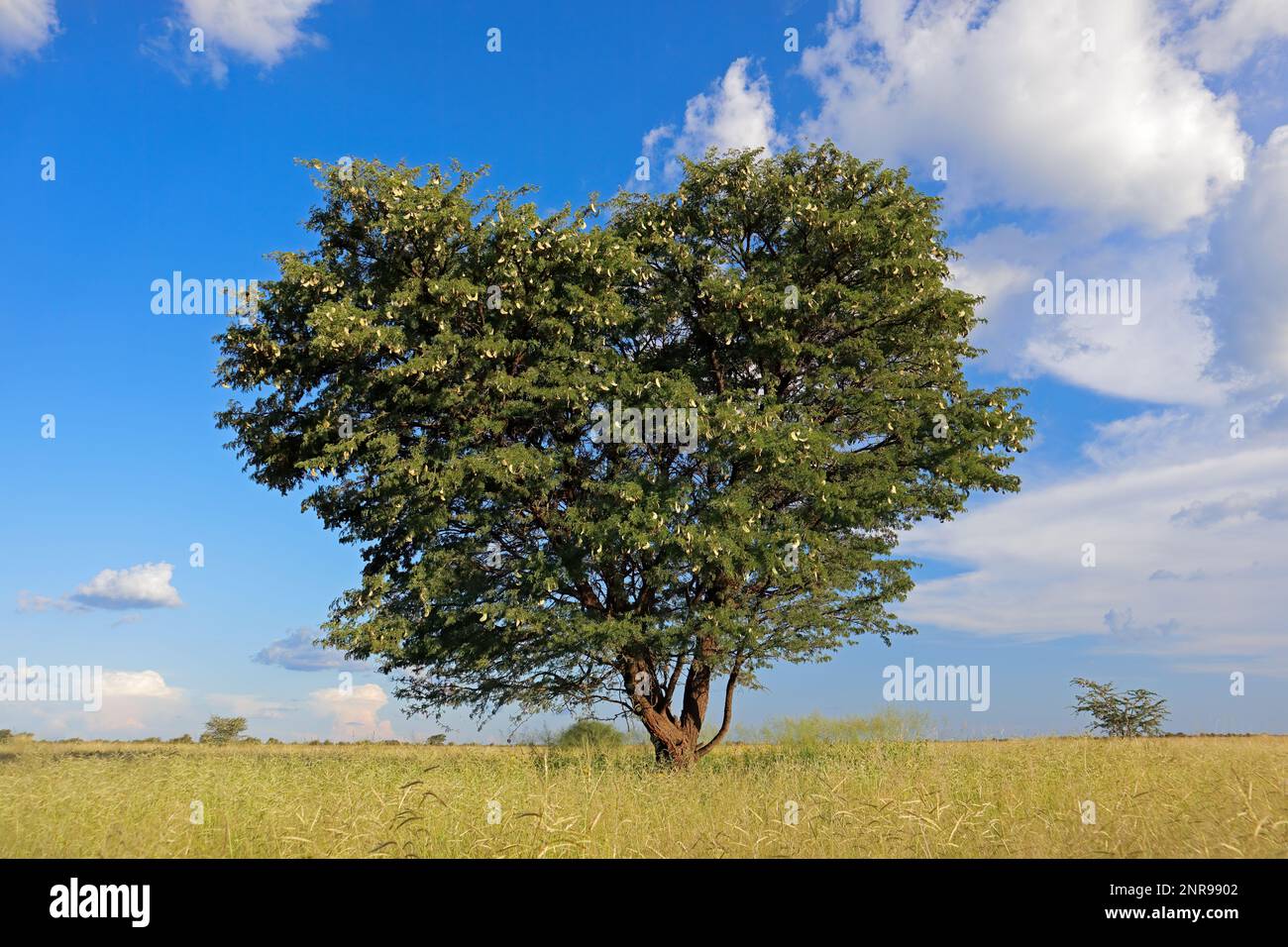 African camel-thorn tree (Vachellia erioloba) in grassland, South Africa Stock Photo
