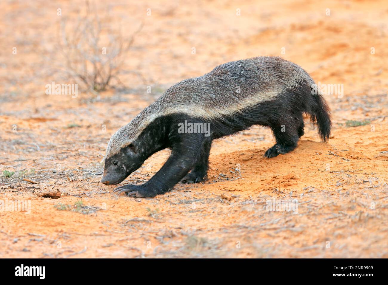 A honey badger (Mellivora capensis) in natural habitat, Kalahari desert, South Africa Stock Photo