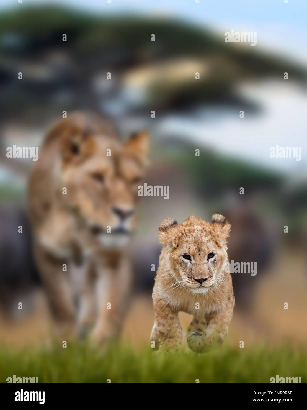 Close lion cub in the background of his mother.  African savannah landscape Stock Photo