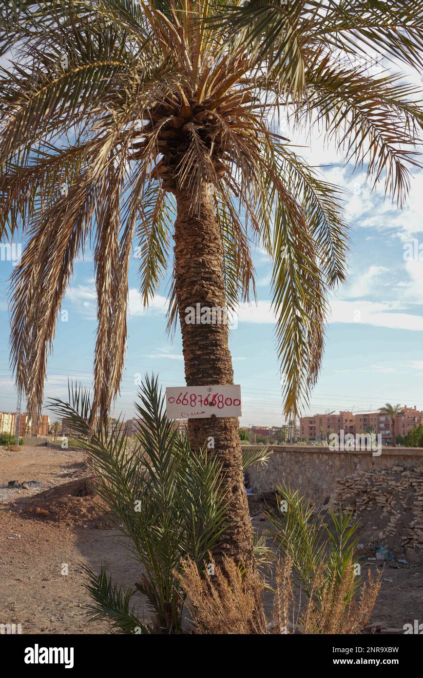 Phone number on a board attached to the palm tree trunk Stock Photo - Alamy