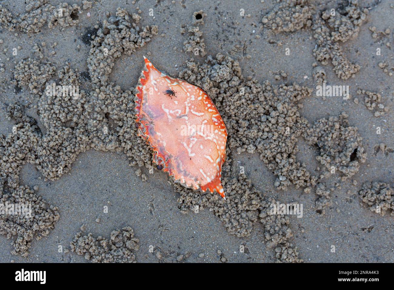 Fly sitting on the orange shell of a cooked sand crab on the beach at Coochiemudlo Island Stock Photo