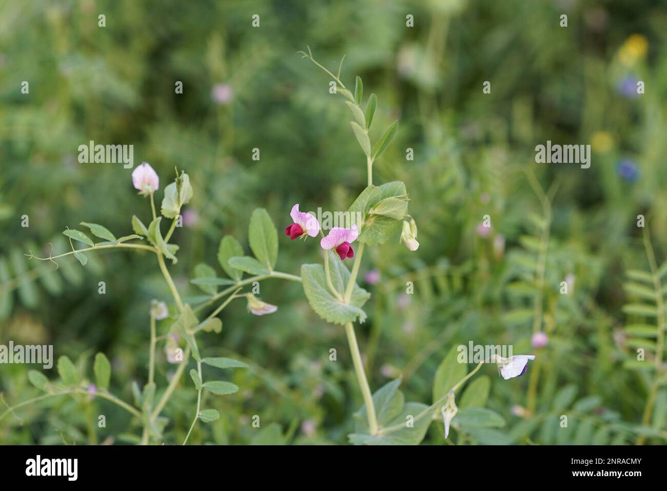 Organic common vetch growing in the field, pink flowers of common vetch, vicia sativa, narrowl-leaved vetch, garden vetch, tare or simply, Stock Photo