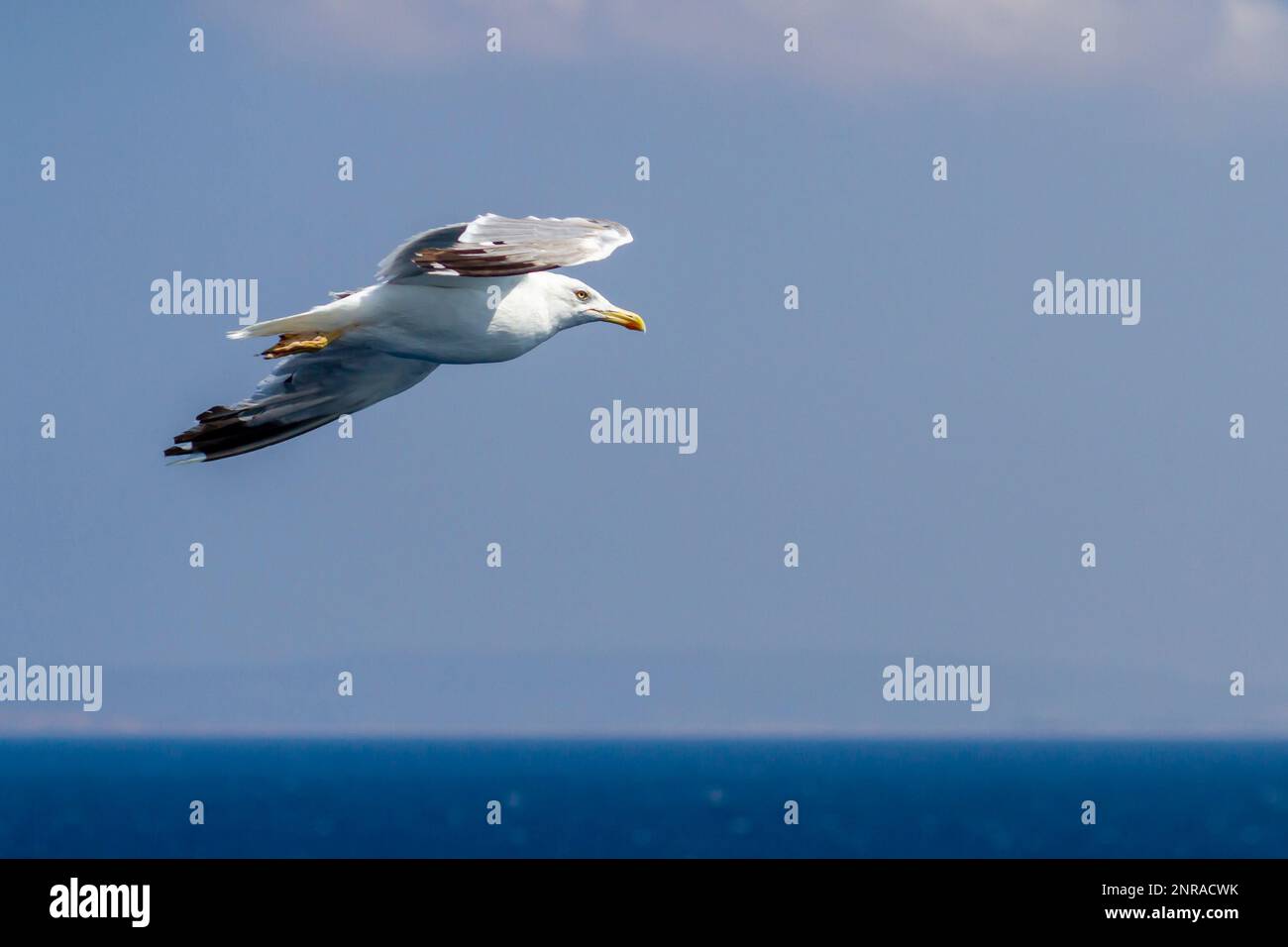 Beautiful seagull soaring in the blue sky Stock Photo