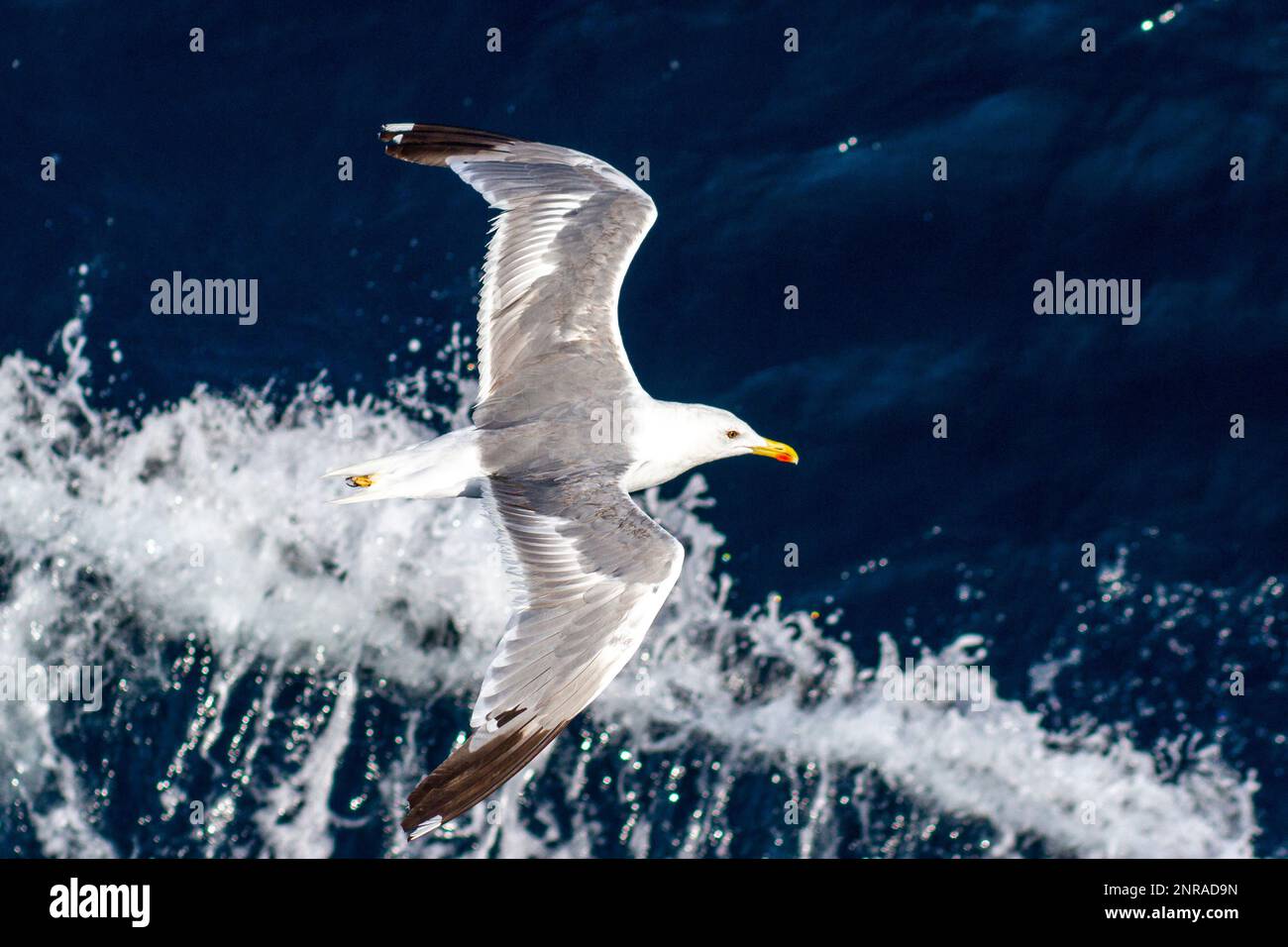 Beautiful seagull soaring in the blue sky Stock Photo
