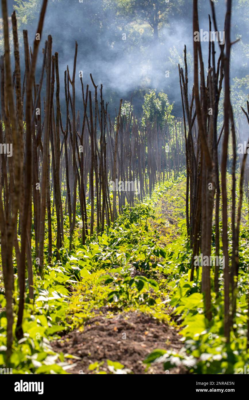 Growing long bean vegetable on  poles at rice paddy field to increase agriculture production Stock Photo