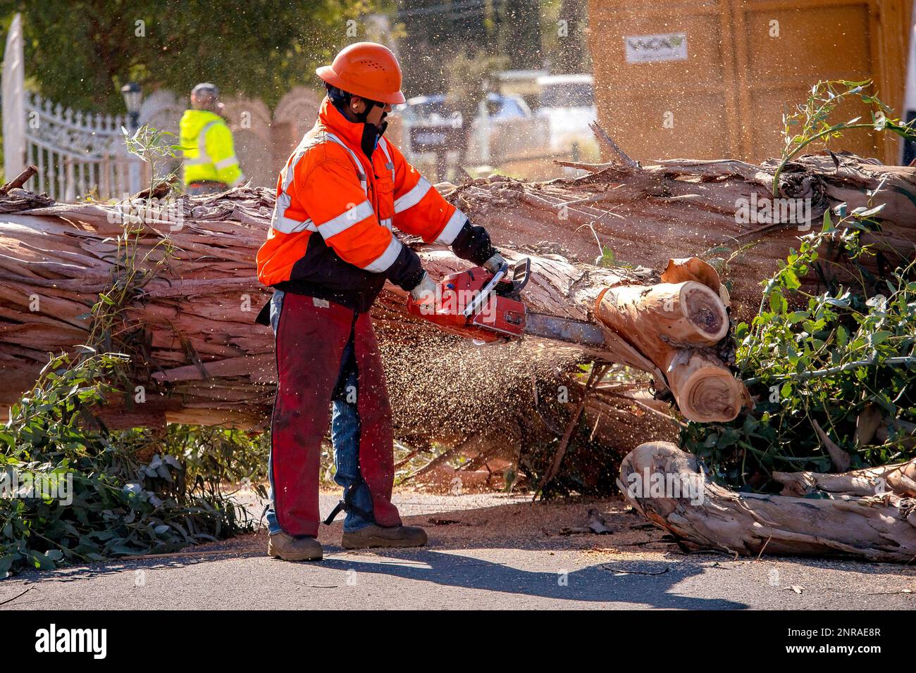 Riverside Public Works crew remove a downed eucalyptus tree on Jones ...