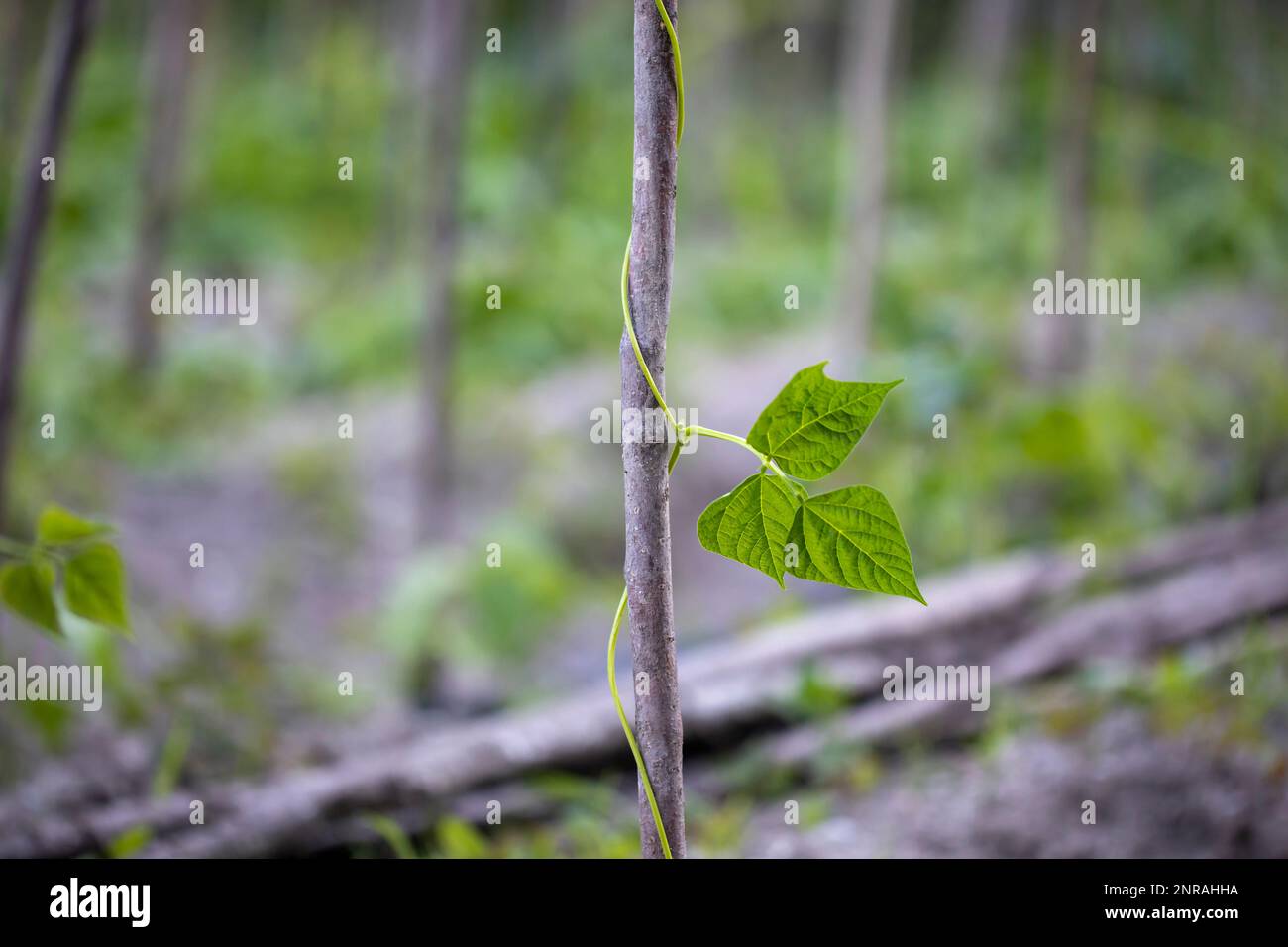 Young and fresh green bean and pole Stock Photo