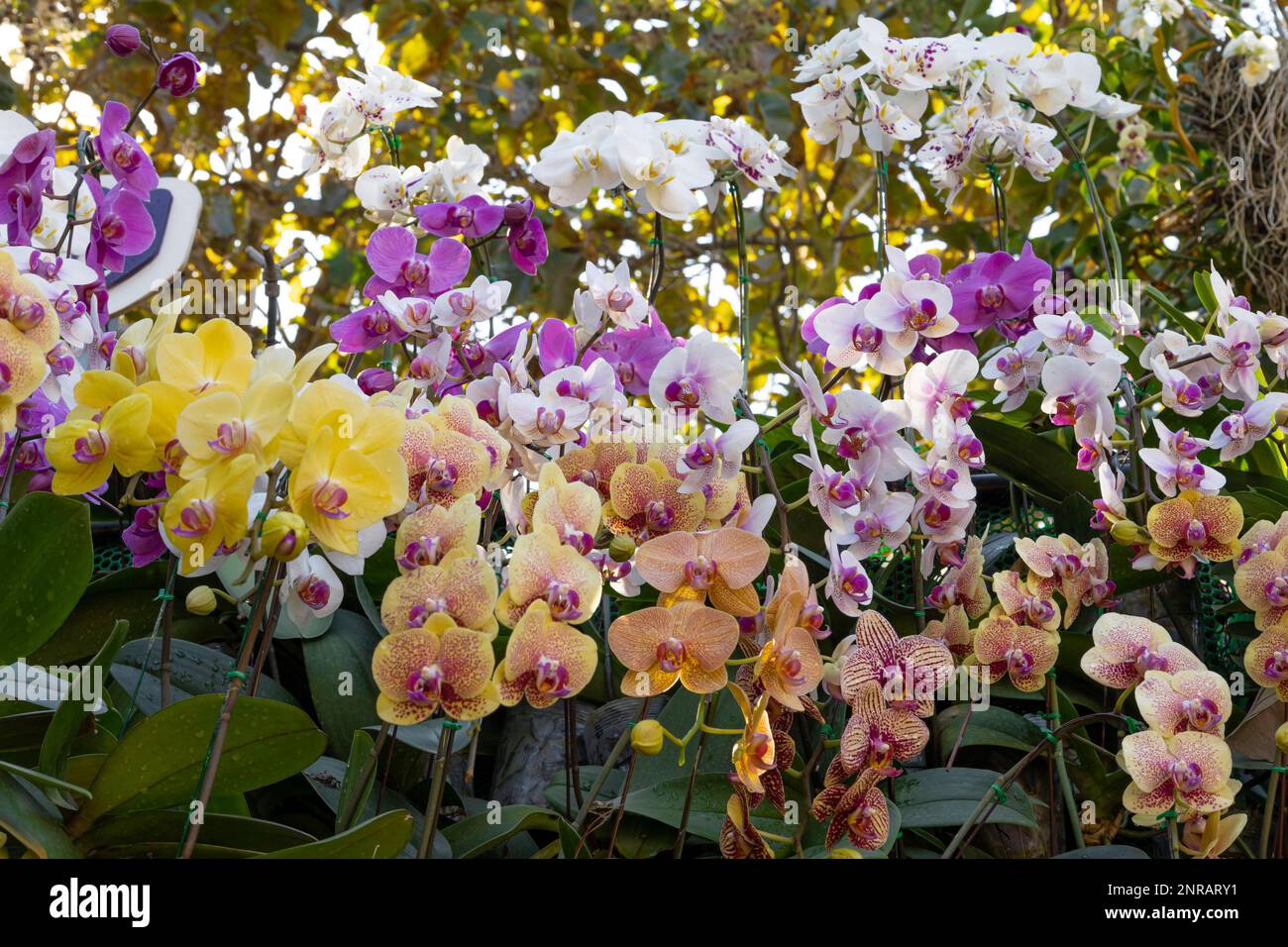 Close up of yellow, white and pink mixed color, called Phalaenopsis Orchids, Orchid background, moth orchid Stock Photo