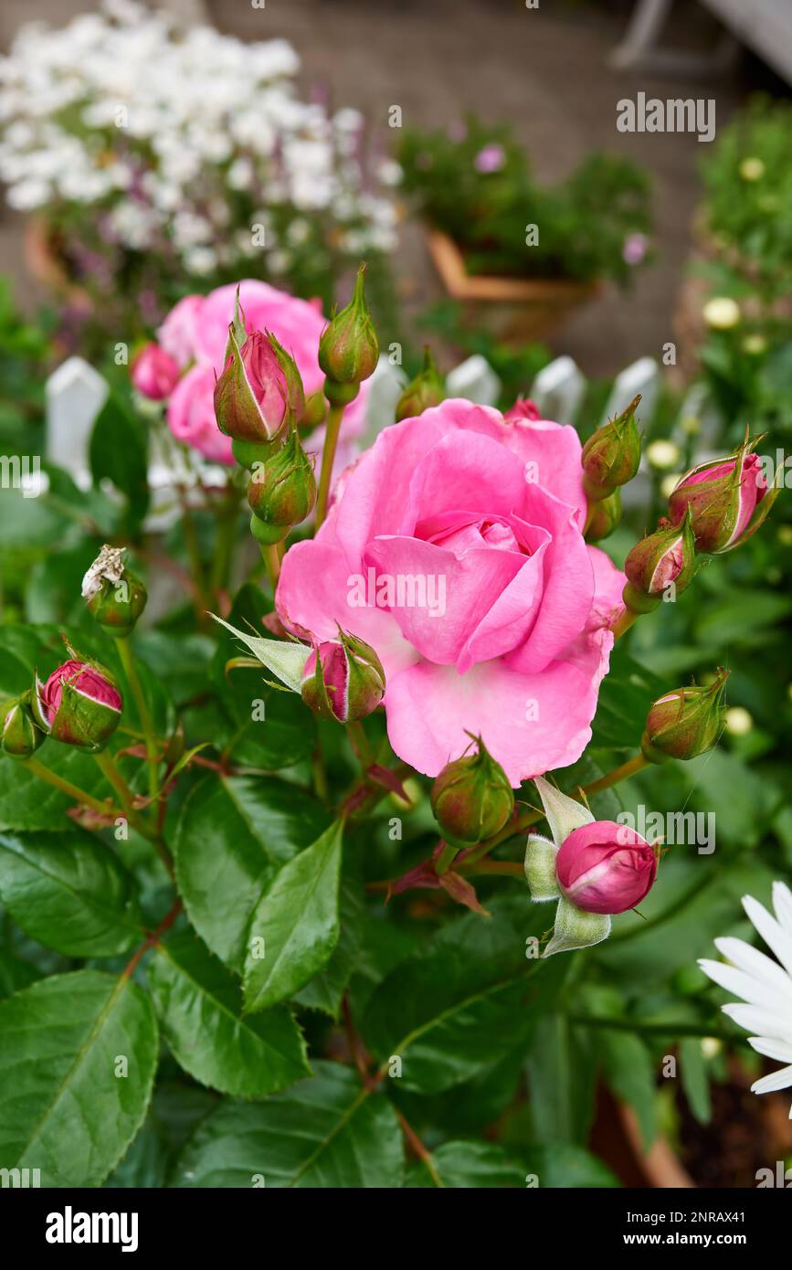The rose in the garden. A photo of a beautiful pink rose in the garden ...