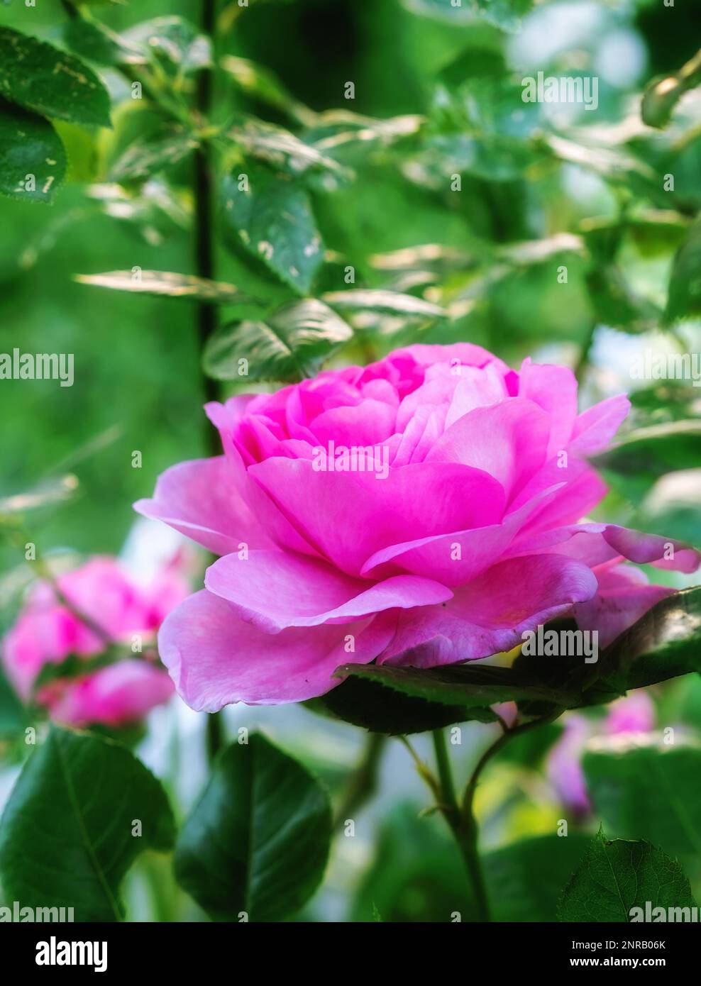 The rose in the garden. A photo of a beautiful pink rose in the garden ...