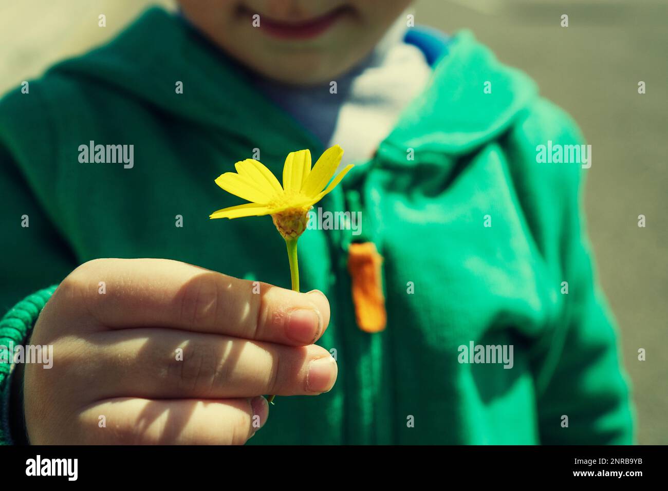 Close up of little boy holding a yellow flower Stock Photo