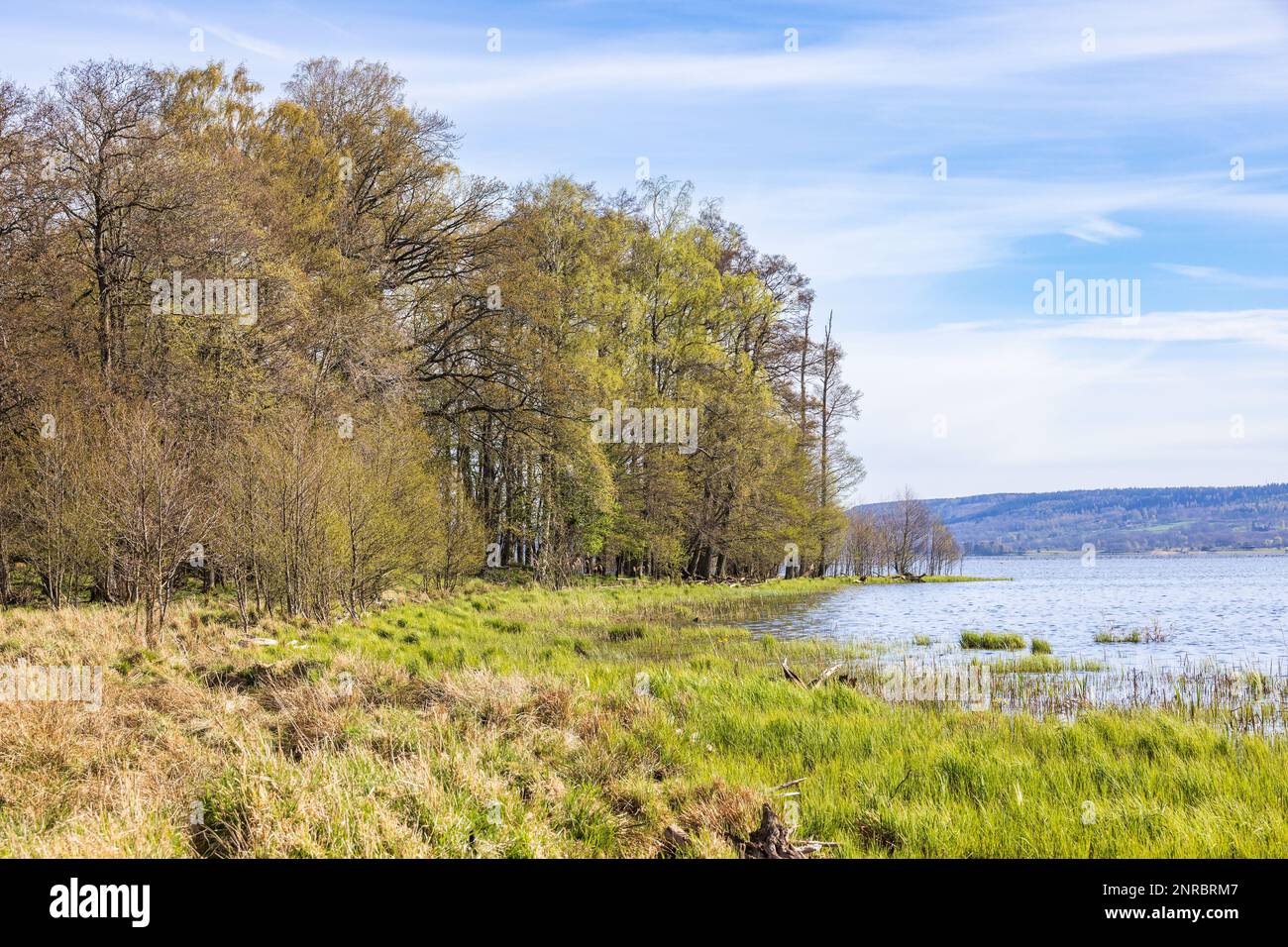 Forest by a lake with spring greenery Stock Photo - Alamy