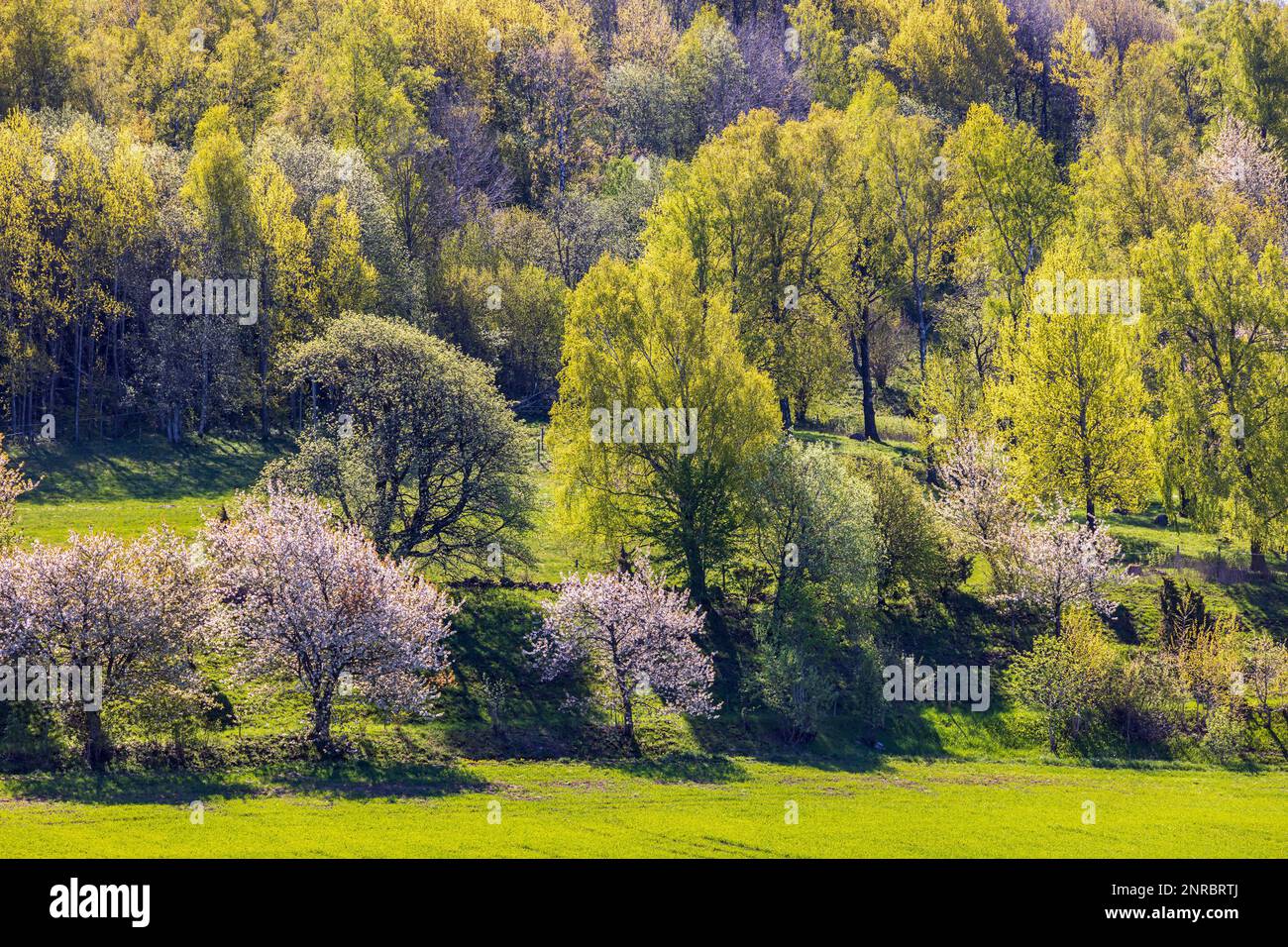 Spring green trees on a hillside Stock Photo