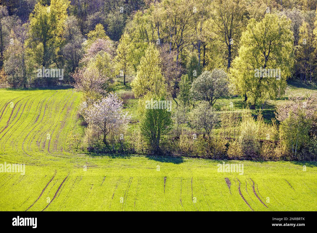 Lush green trees by a sown field in the countryside at spring Stock Photo