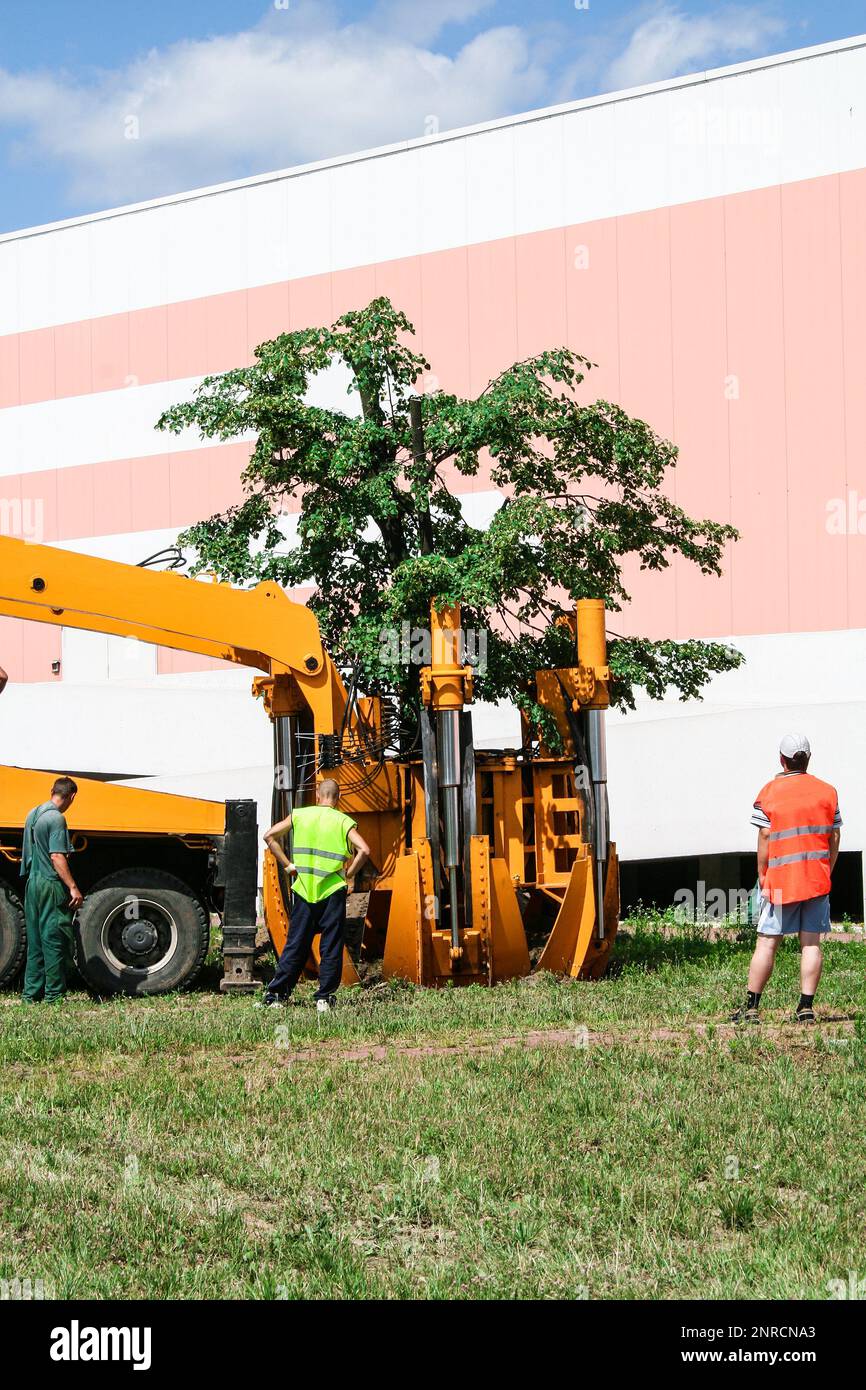 Planting of tree using tree spade specialized machine for transplanting and transport trees