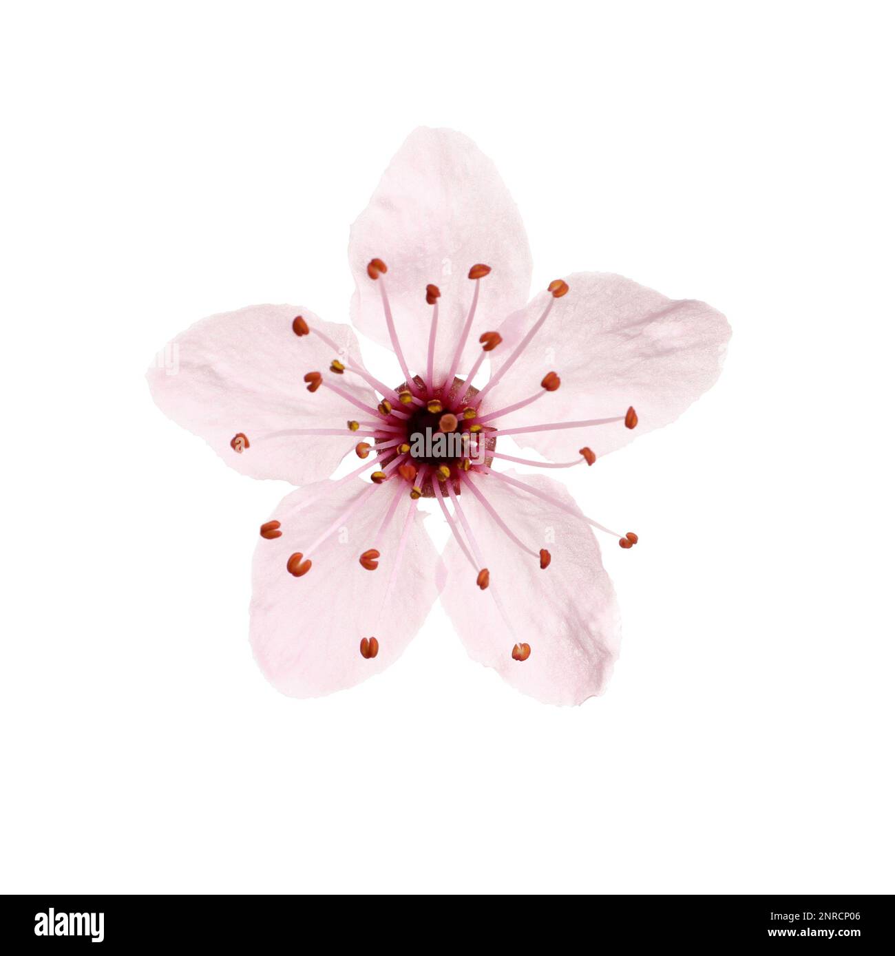 Beautiful pink cherry tree blossom isolated on white Stock Photo - Alamy