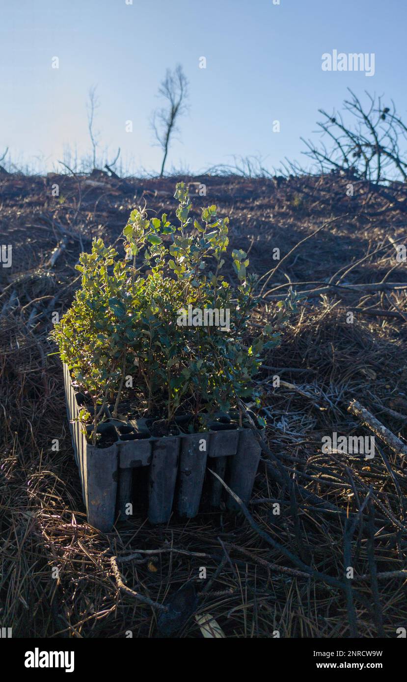 Sapling seedling tray full of holm oak rootballs. Restocking of forests destroyed by a wildfire Stock Photo