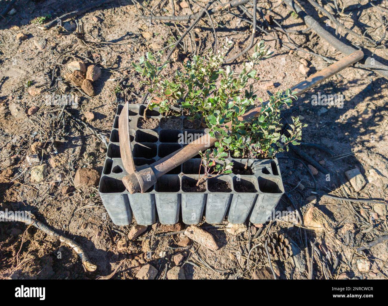 Hoe over sapling seedling tray. Restocking of former forests destroyed by a wildfire Stock Photo