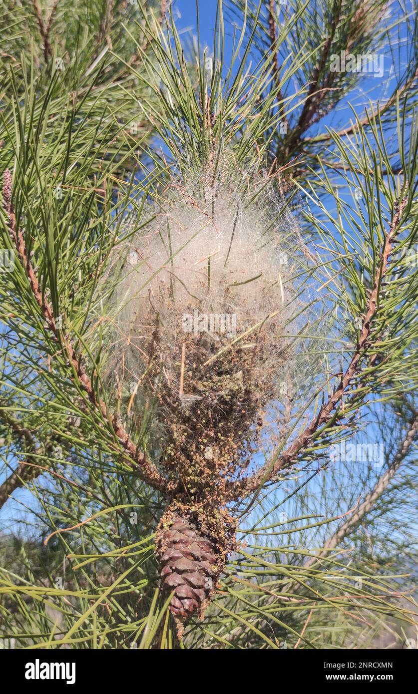 Pine tree with processionary tent. Frass collects at the bottom of the tent Stock Photo