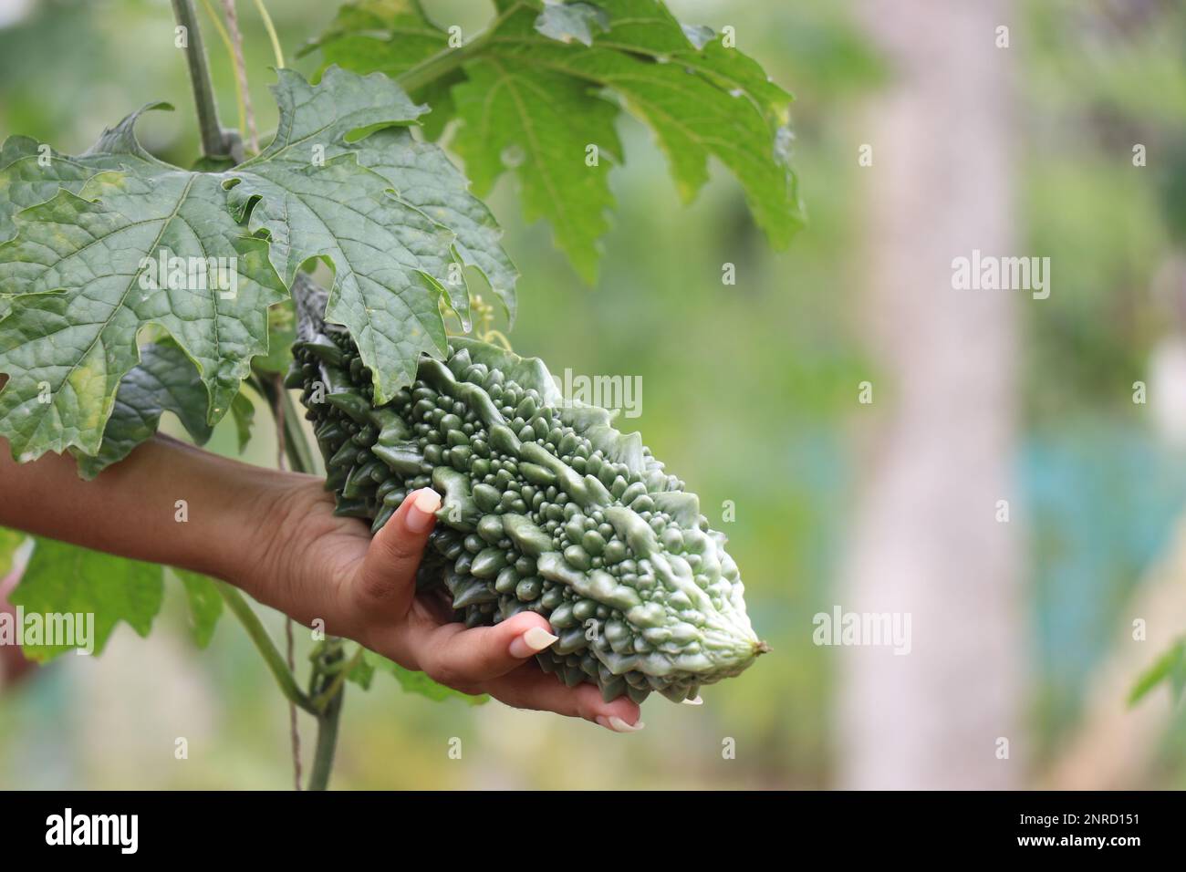 Bitter gourd growing on a vine held in hand. Ready to harvest vegetable crop Stock Photo