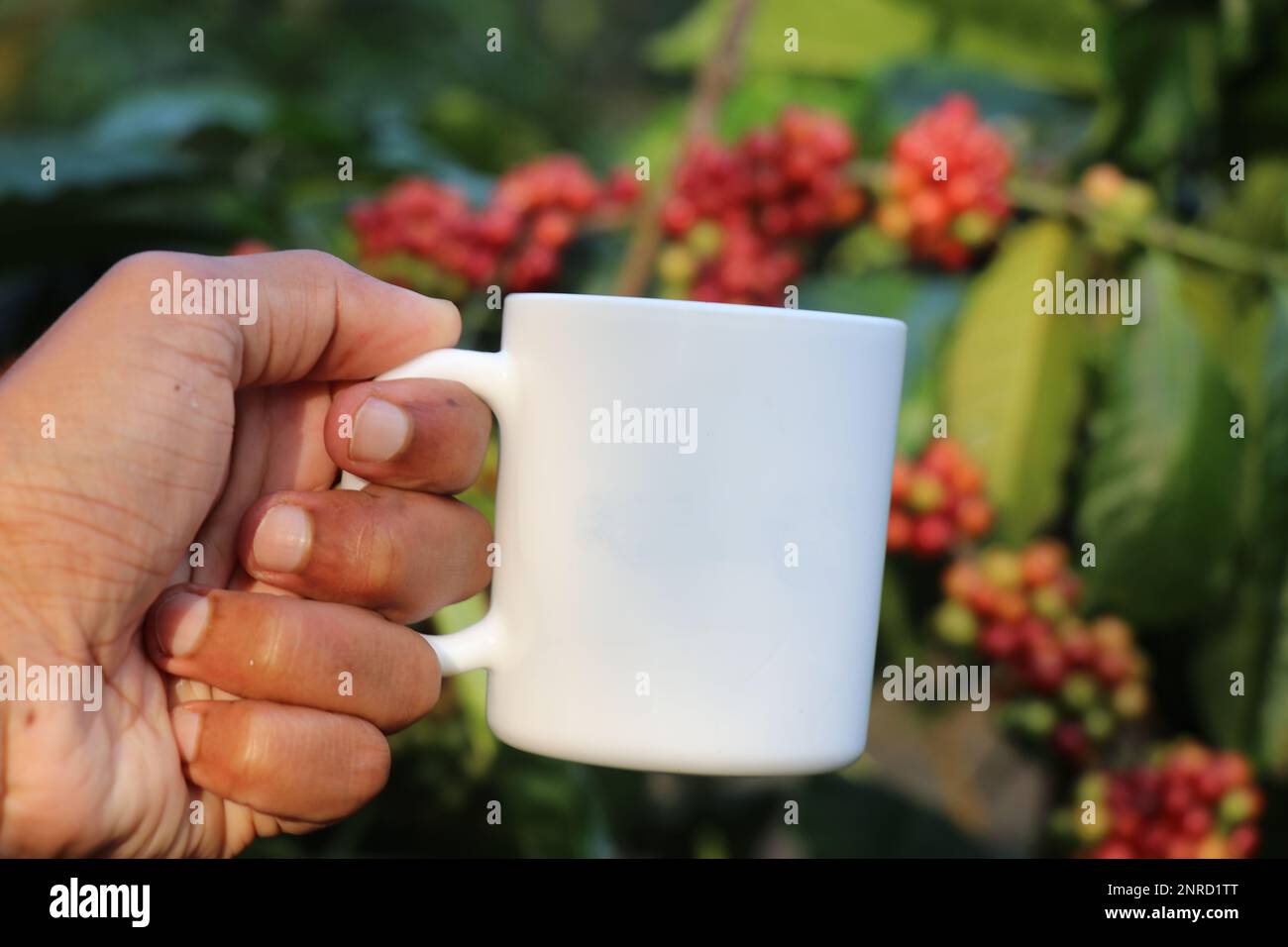 Coffee mug held in hand with coffee plant and growing coffee beans in the background. Concept of