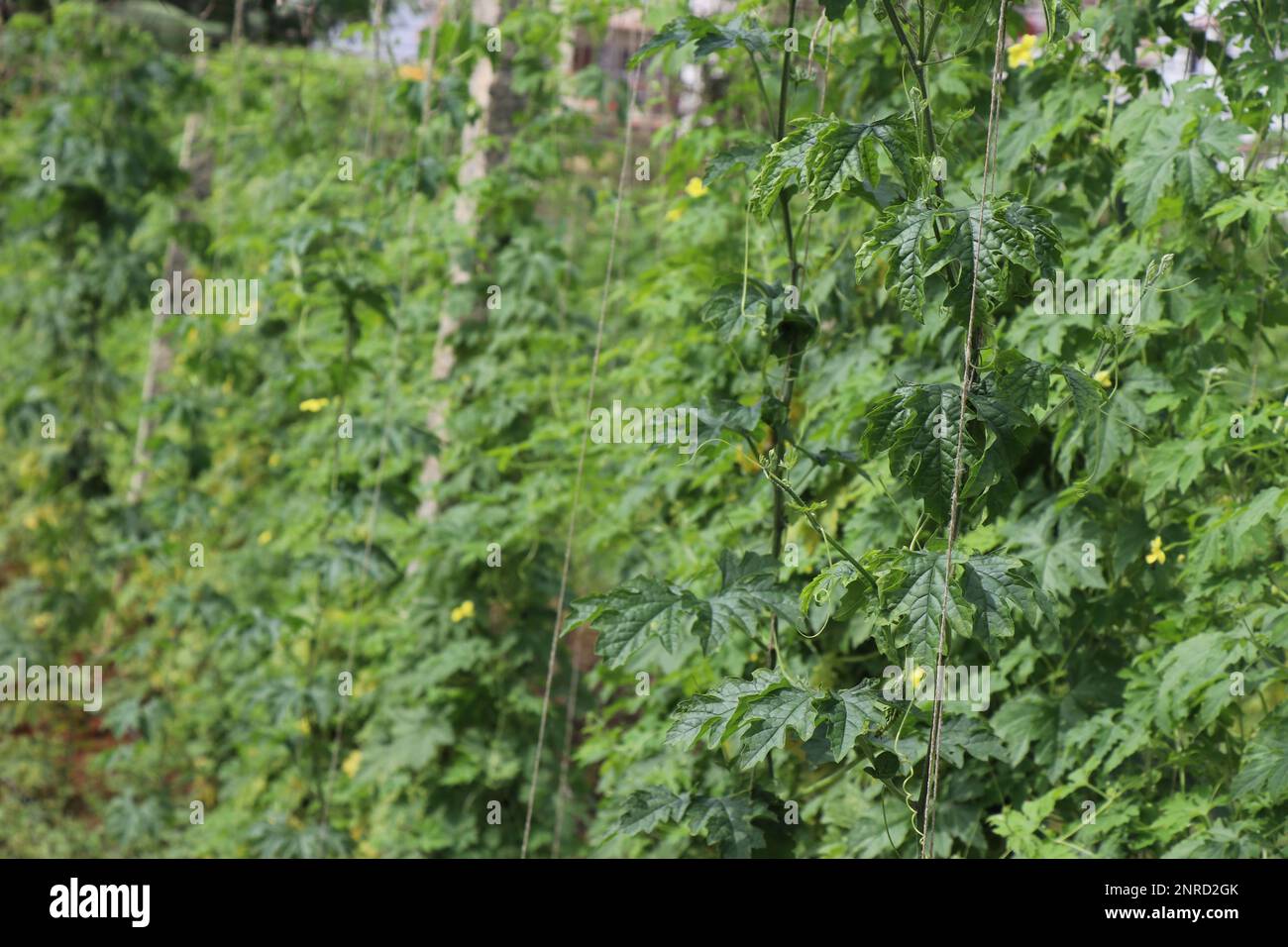 Vines of bitter melon or bitter gourd plant with yield. Modern farming