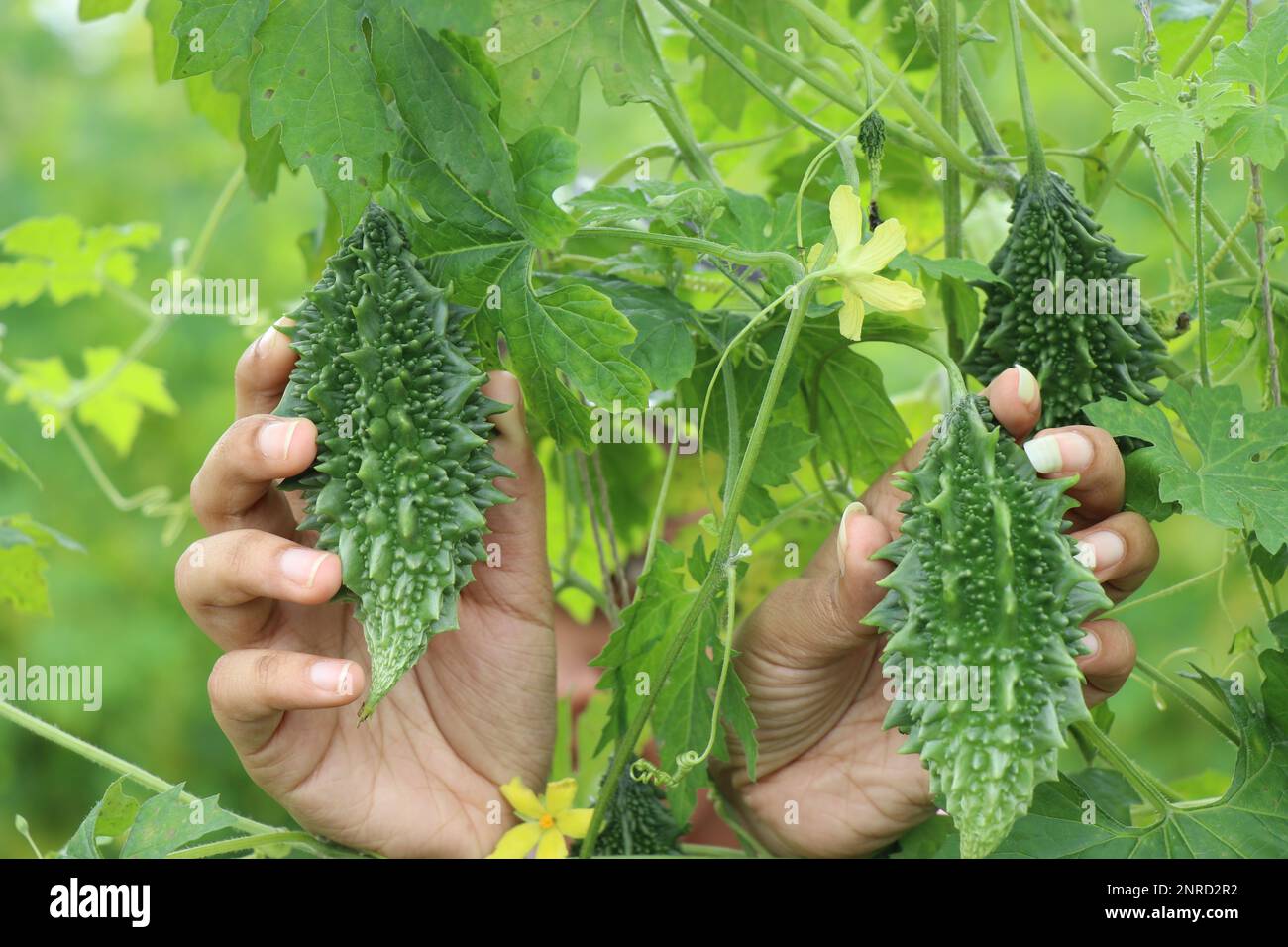 Fresh bitter melon or bitter gourd ready to harvest held in hand from plant. balsam pear is a vegetable with many medicinal properties Stock Photo