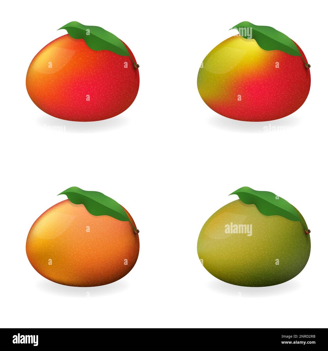 Ripe and row mangoes set vector illustration Stock Vector Image & Art ...