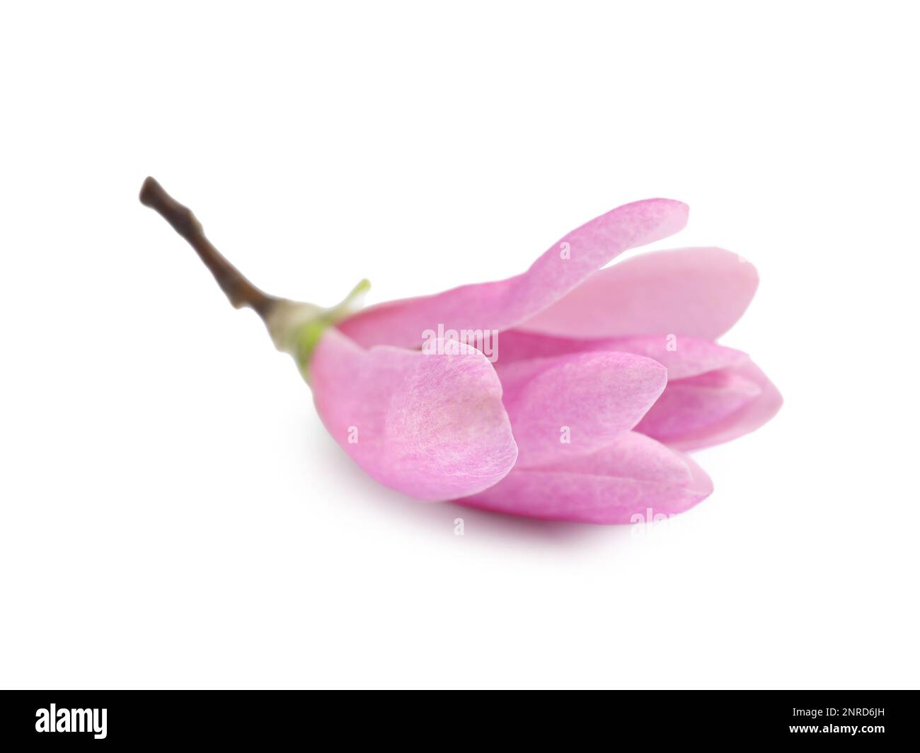 Beautiful pink magnolia flower isolated on white Stock Photo - Alamy