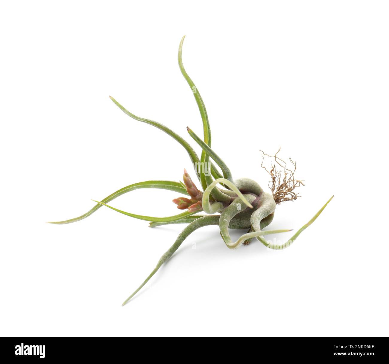 Tillandsia capitata hi-res stock photography and images - Alamy
