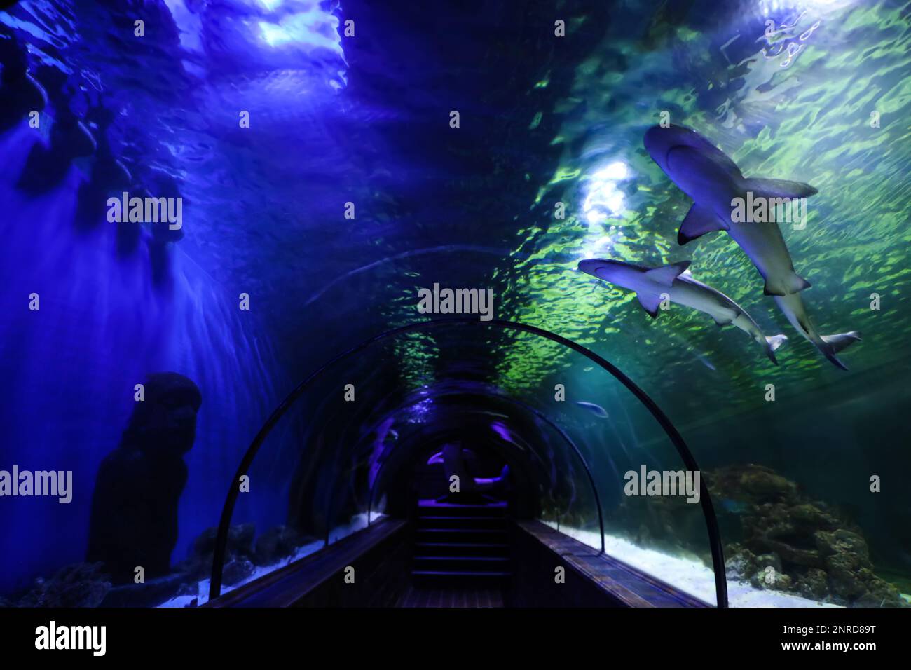 Beautiful glass aquarium tunnel in modern oceanarium Stock Photo