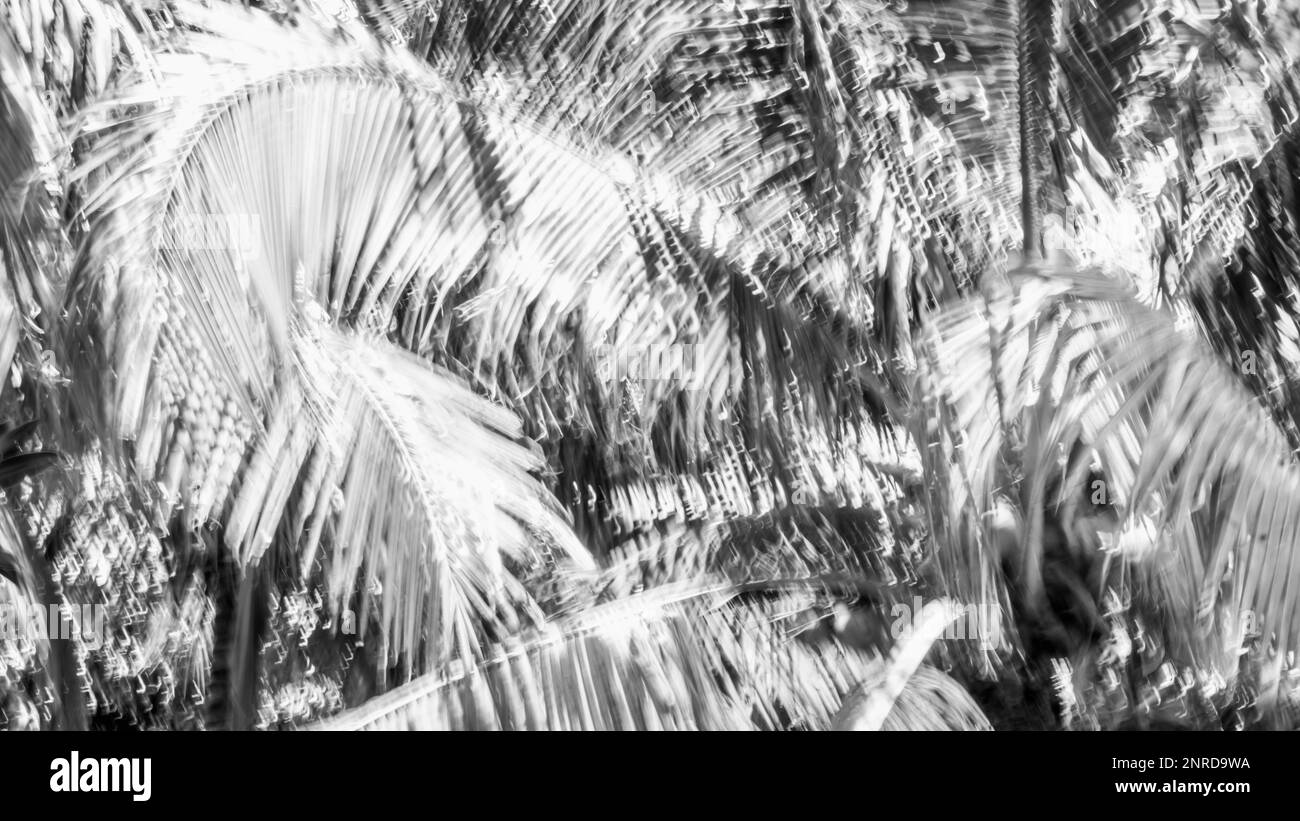 Abstract Nature Blurred dynamic motion lines defocused black white grey monochrome tropical leaves Wallpaper screensaver design background Stock Photo