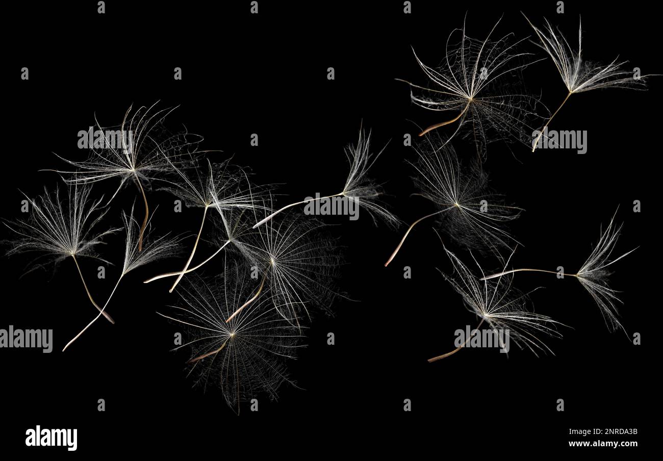Many dandelion seeds flying on black background Stock Photo - Alamy