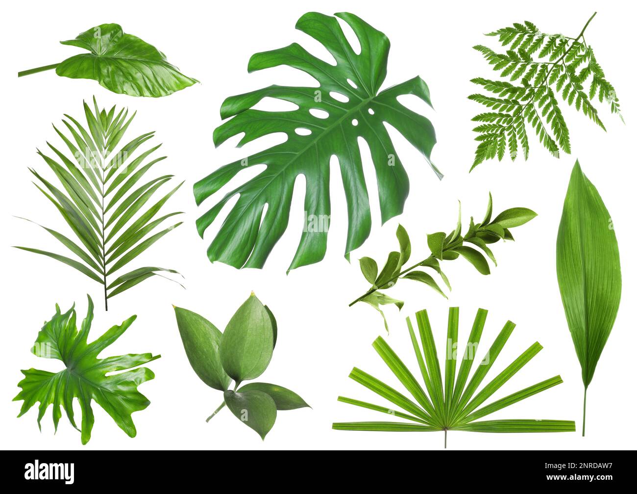 Set with beautiful fern and other tropical leaves on white background Stock Photo