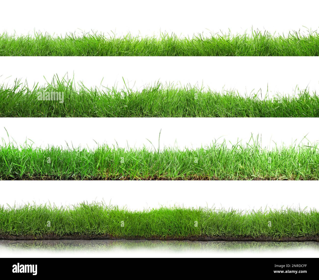 Beautiful lush green grass on white background, collage Stock Photo Alamy