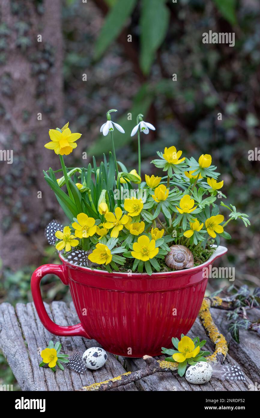 winter aconite, narcissus and snowdrops in porcelain pot in garden Stock Photo