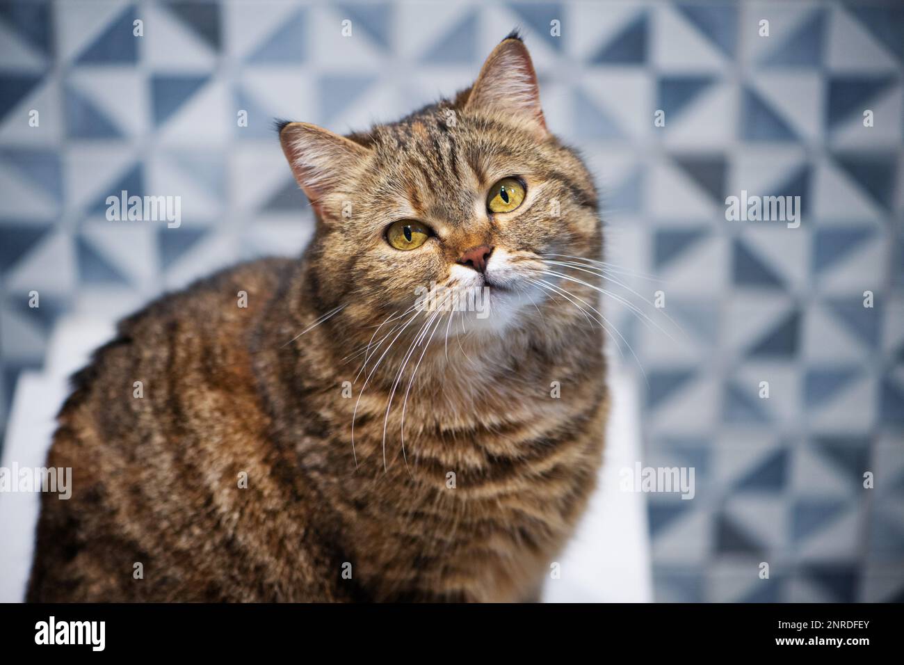 Sitting on the toilet hires stock photography and images Alamy