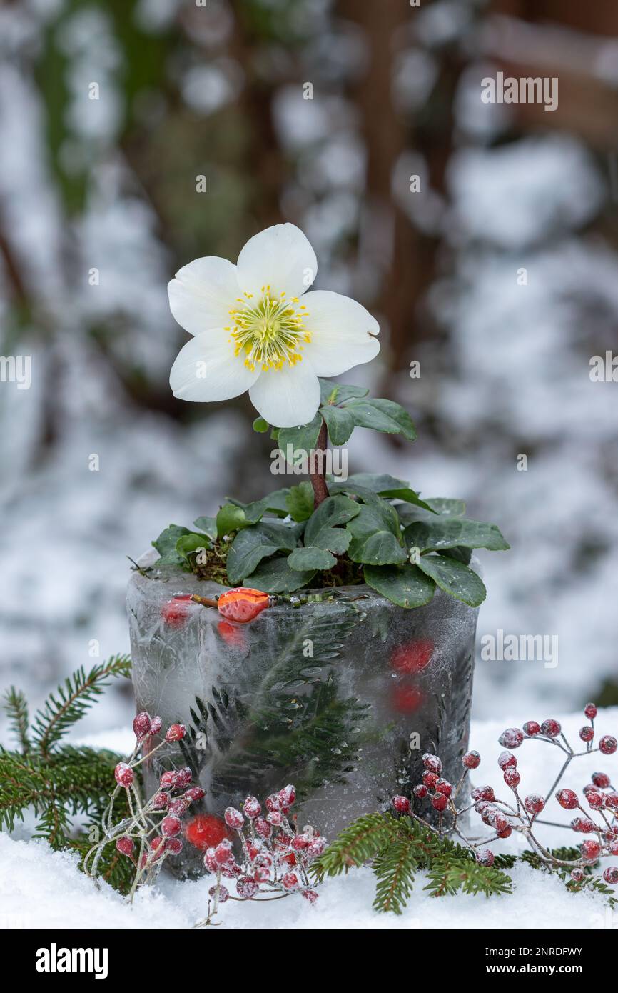 winter garden decoration with helleborus niger in ice pot Stock Photo
